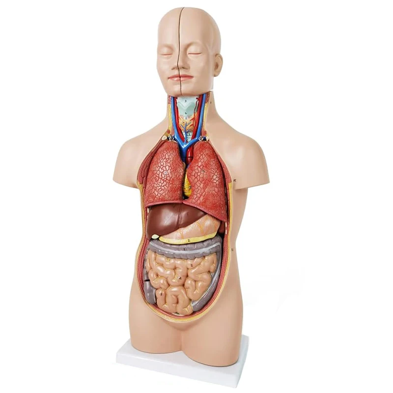 52CM12 db kivehető emberi törzs anatómiai modell emberi test szerv anatómiai modell orvosi tanuláshoz, oktatási kijelző - 0