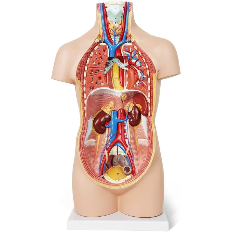52CM12 db kivehető emberi törzs anatómiai modell emberi test szerv anatómiai modell orvosi tanuláshoz, oktatási kijelző - 1