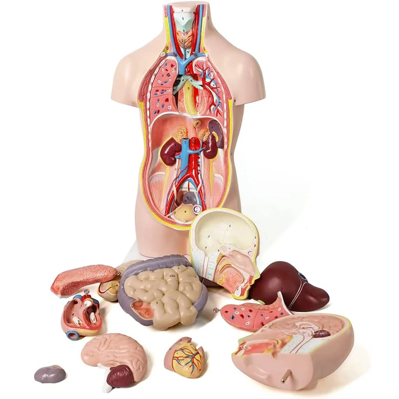52CM12 db kivehető emberi törzs anatómiai modell emberi test szerv anatómiai modell orvosi tanuláshoz, oktatási kijelző - 2
