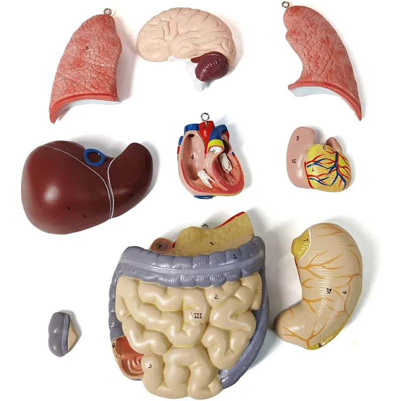 52CM12 db kivehető emberi törzs anatómiai modell emberi test szerv anatómiai modell orvosi tanuláshoz, oktatási kijelző - 3