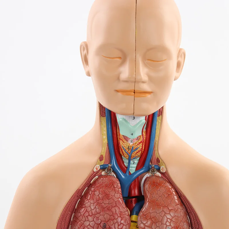 52CM12 db kivehető emberi törzs anatómiai modell emberi test szerv anatómiai modell orvosi tanuláshoz, oktatási kijelző - 4