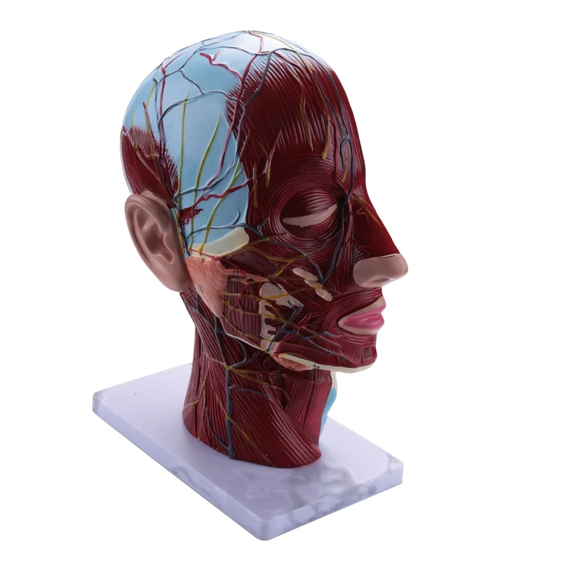 Emberi félfej felületes neurovaszkuláris modell izomzattal, életnagyságú anatómiai fejmodell koponya és agy - 0