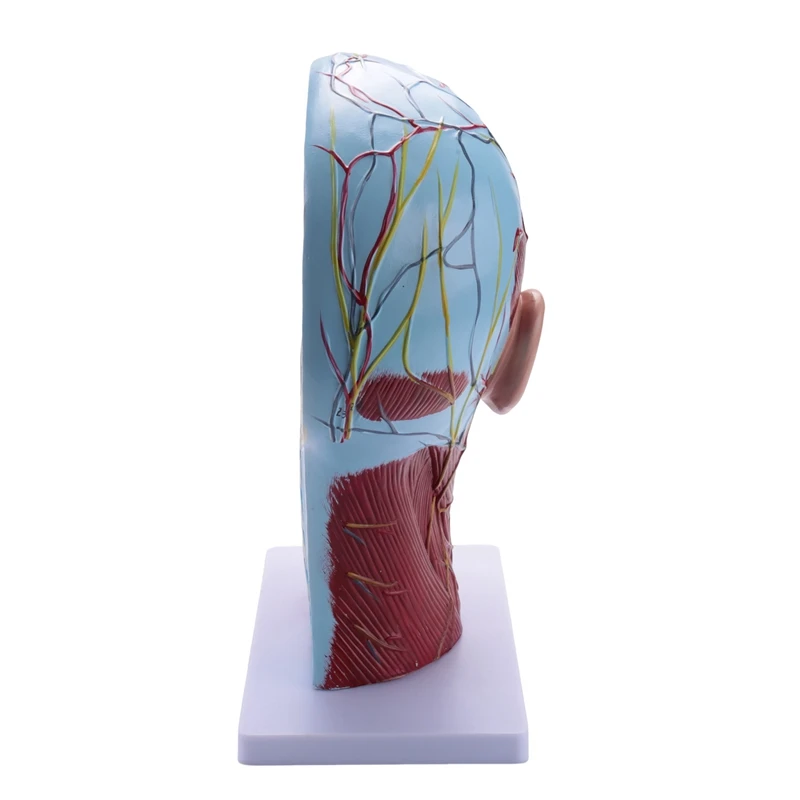 Emberi félfej felületes neurovaszkuláris modell izomzattal, életnagyságú anatómiai fejmodell koponya és agy - 1