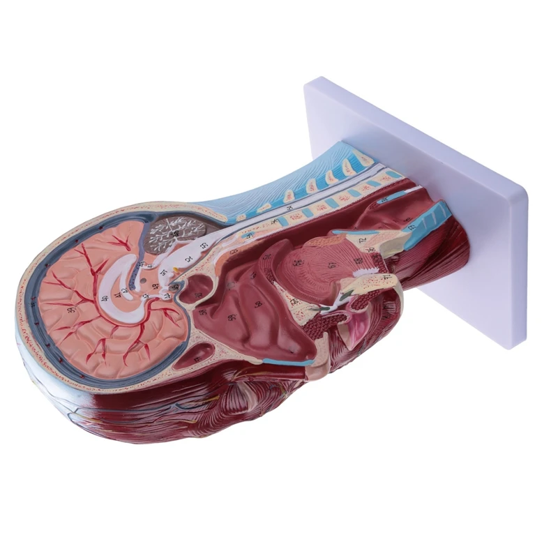 Emberi félfej felületes neurovaszkuláris modell izomzattal, életnagyságú anatómiai fejmodell koponya és agy - 2