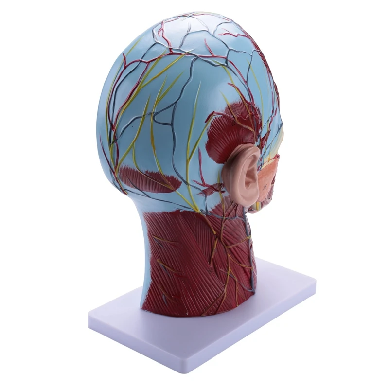 Emberi félfej felületes neurovaszkuláris modell izomzattal, életnagyságú anatómiai fejmodell koponya és agy - 3