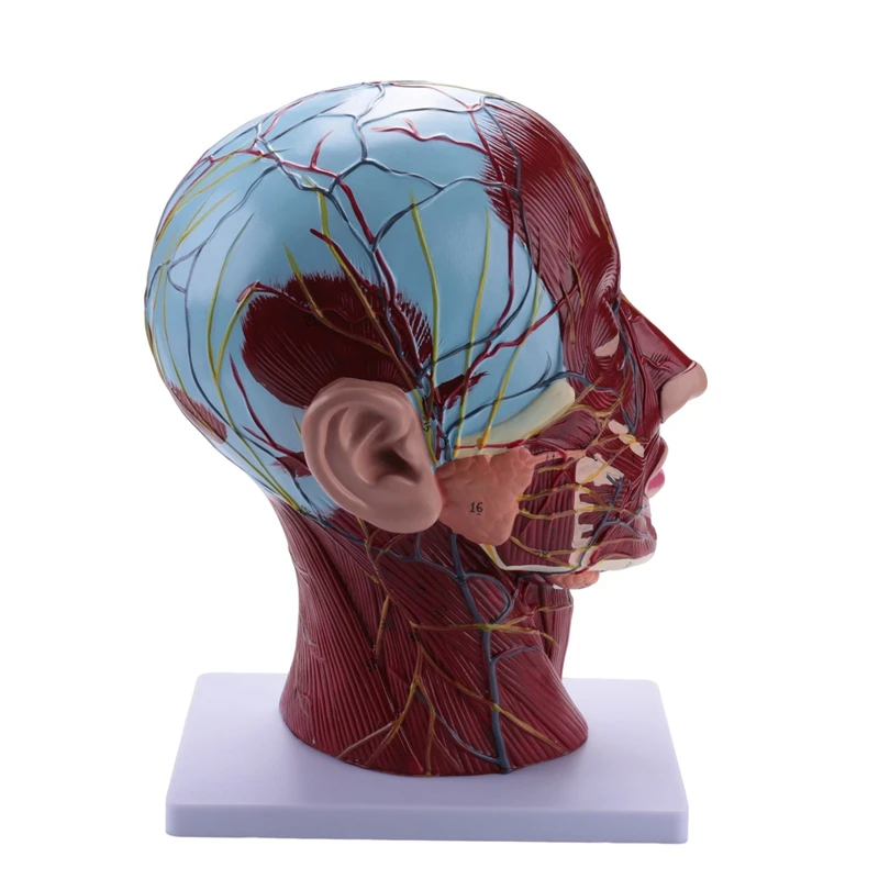 Emberi félfej felületes neurovaszkuláris modell izomzattal, életnagyságú anatómiai fejmodell koponya és agy - 4