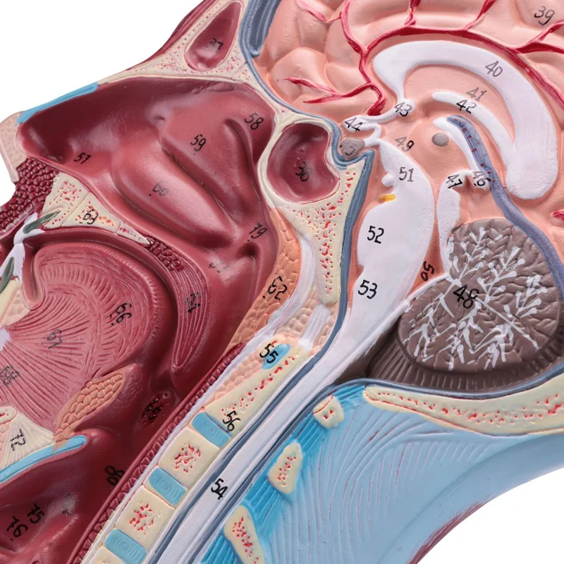 Emberi félfej felületes neurovaszkuláris modell izomzattal, életnagyságú anatómiai fejmodell koponya és agy - 5