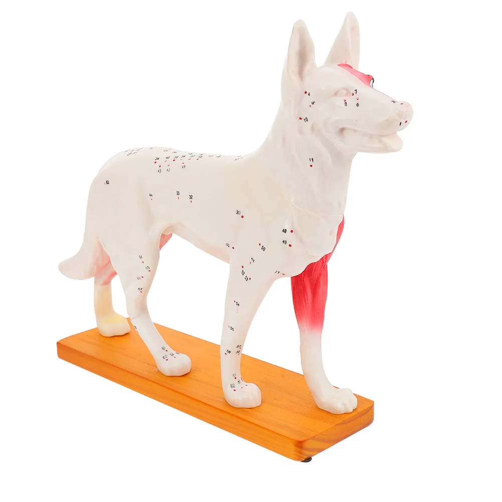 Eszközök gyerekeknek Kutya akupont modell Akupunktúrás képzés Tanuló kutya testiskola tanítása - 0