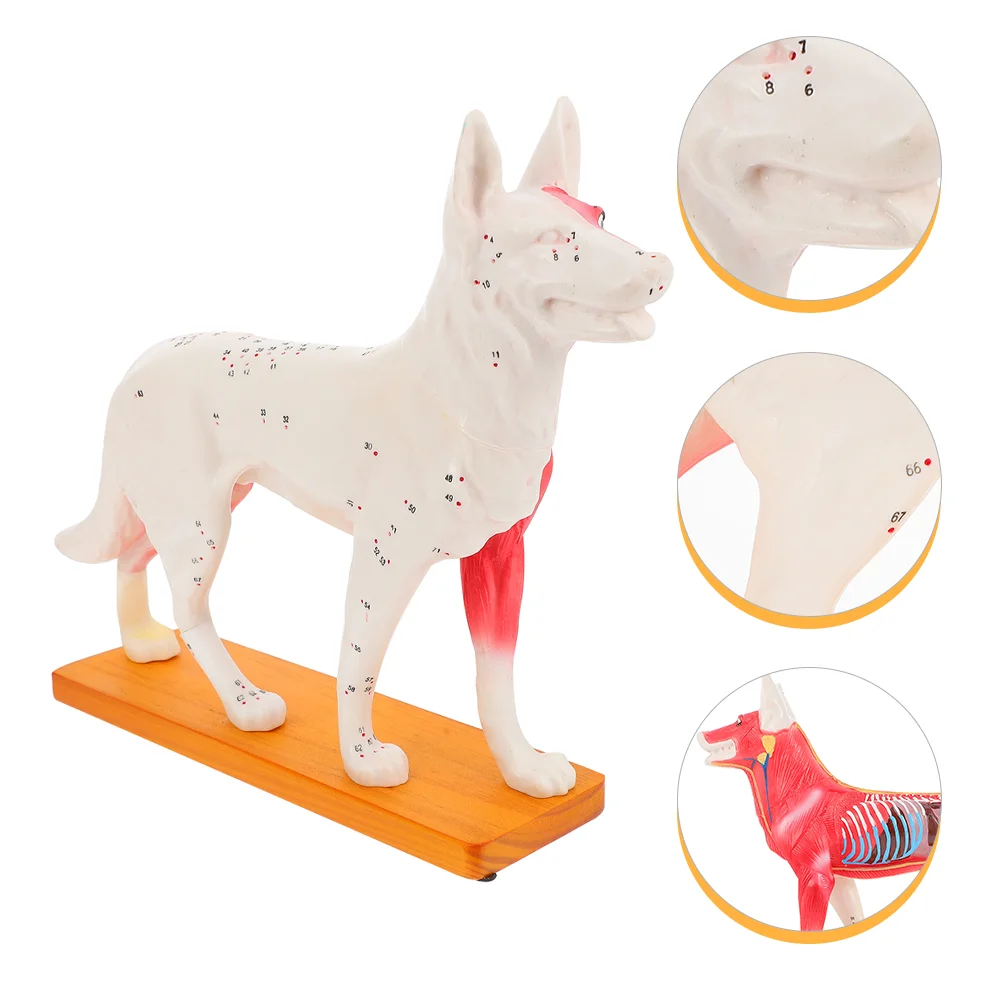 Eszközök gyerekeknek Kutya akupont modell Akupunktúrás képzés Tanuló kutya testiskola tanítása - 1
