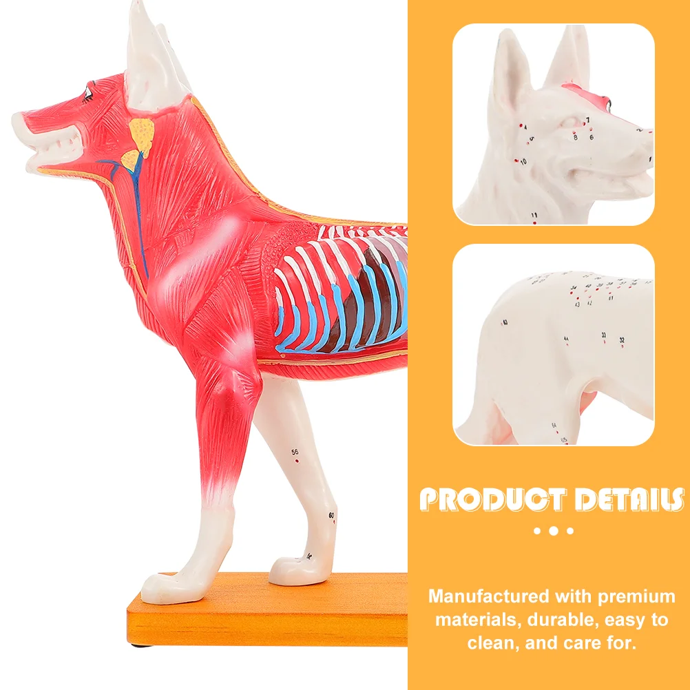 Eszközök gyerekeknek Kutya akupont modell Akupunktúrás képzés Tanuló kutya testiskola tanítása - 2