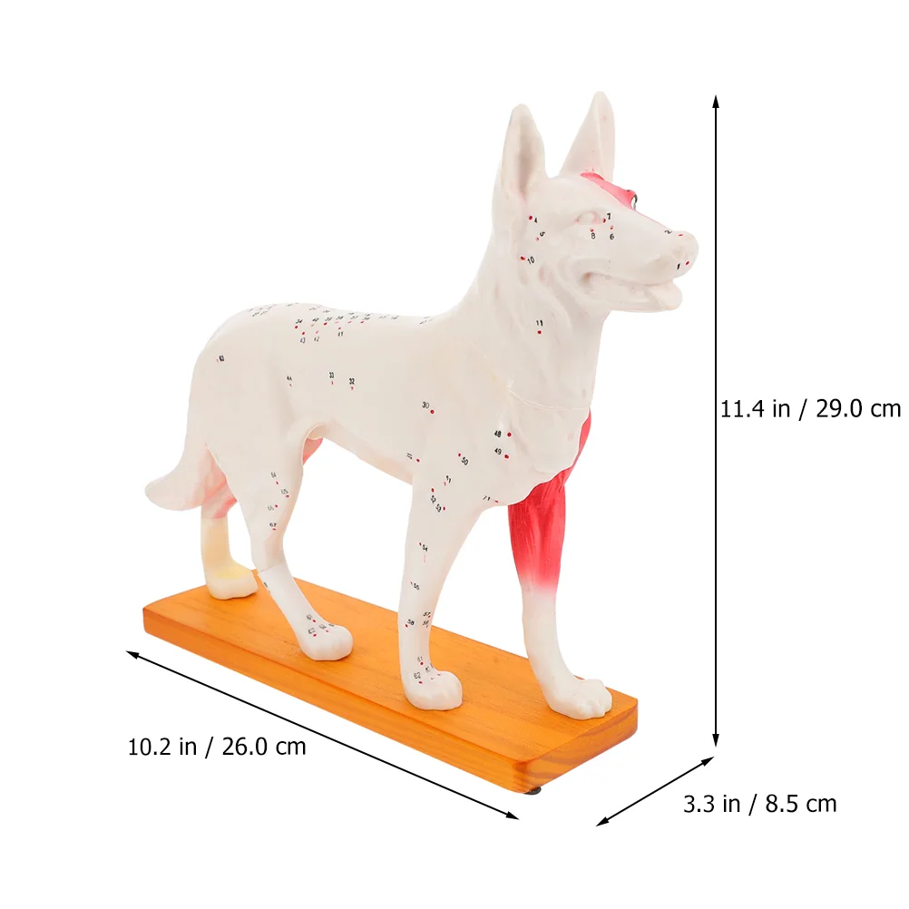 Eszközök gyerekeknek Kutya akupont modell Akupunktúrás képzés Tanuló kutya testiskola tanítása - 3