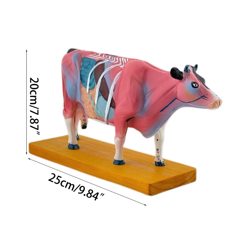 Tehénállat anatómiai modell állatorvosi tanuláshoz Szarvasmarha test anatómiai modell - 5