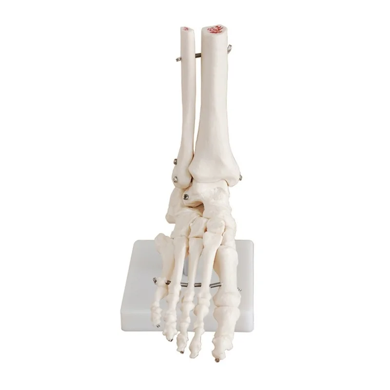 Vadonatúj 1: 1 láb ízületi modell lábcsont modell orvosi kutatás láb anatómia klinikai kijelző oktatási modell - 0