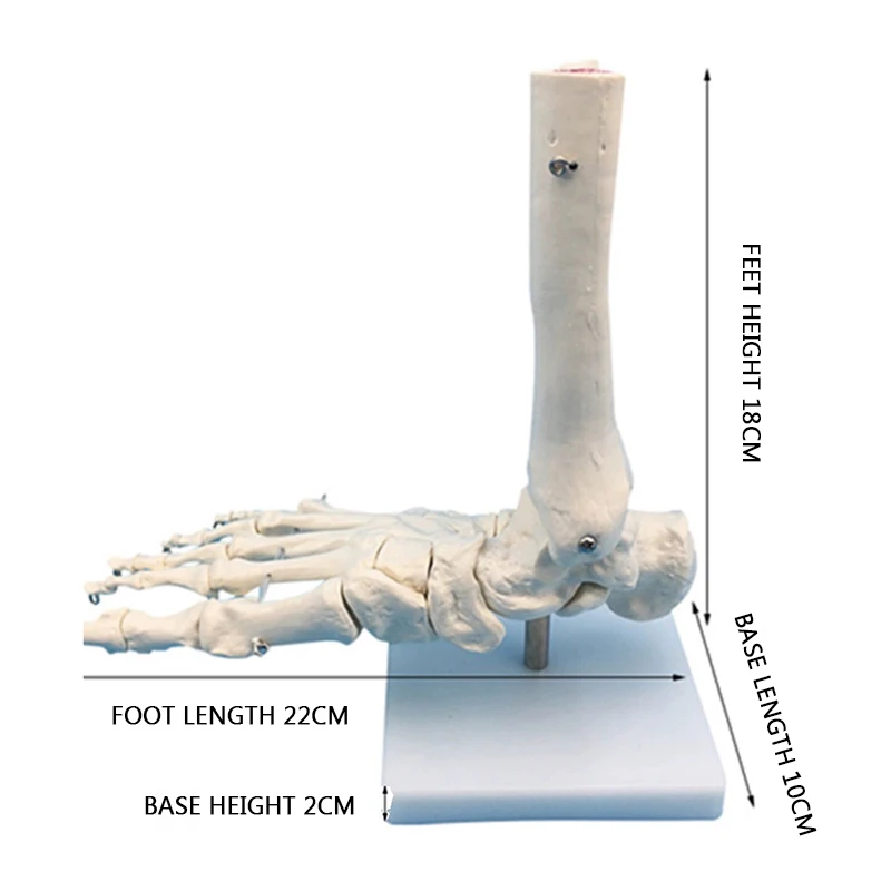 Vadonatúj 1: 1 láb ízületi modell lábcsont modell orvosi kutatás láb anatómia klinikai kijelző oktatási modell - 2