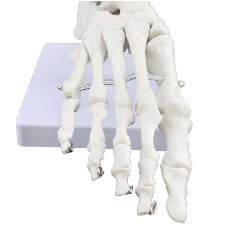 Vadonatúj 1: 1 láb ízületi modell lábcsont modell orvosi kutatás láb anatómia klinikai kijelző oktatási modell - 3