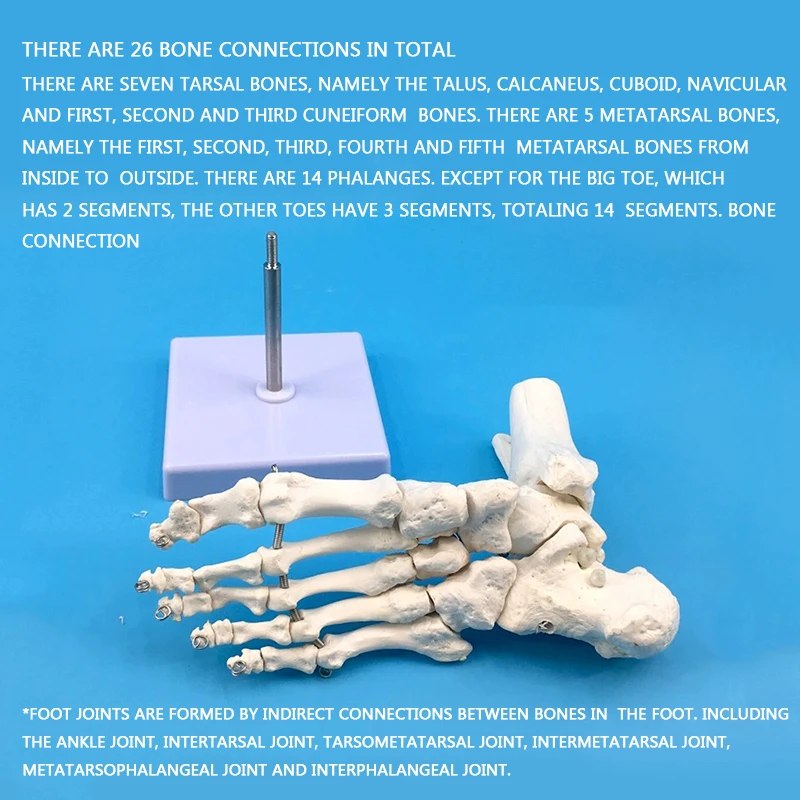 Vadonatúj 1: 1 láb ízületi modell lábcsont modell orvosi kutatás láb anatómia klinikai kijelző oktatási modell - 4