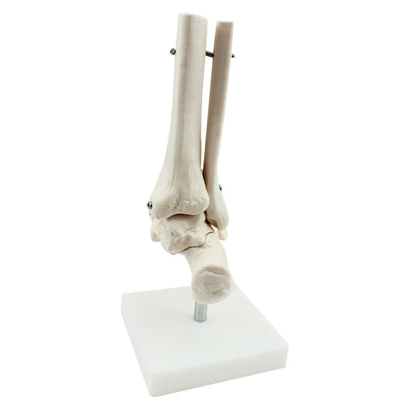 Vadonatúj 1: 1 láb ízületi modell lábcsont modell orvosi kutatás láb anatómia klinikai kijelző oktatási modell - 5