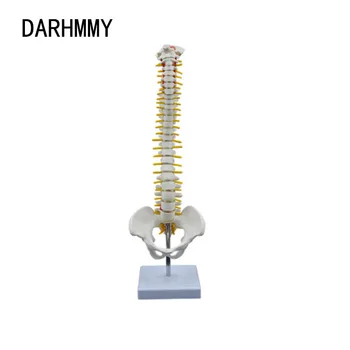 DARHMMY 45CM Emberi gerinc modellel Emberi gerincoszlop Anatómiai modell Anatómiai eszköz állvánnyal Oktató eszköz Csontváz