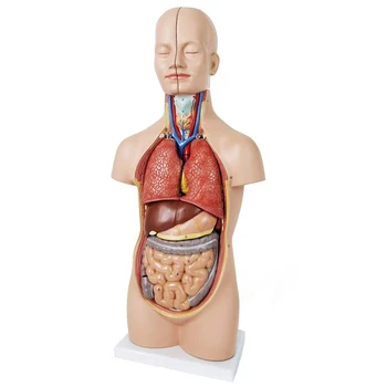 52CM12 db kivehető emberi törzs anatómiai modell emberi test szerv anatómiai modell orvosi tanuláshoz, oktatási kijelző