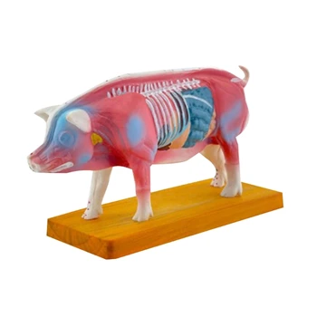 Dropship Pig anatómiai modell Állatanatómiai modell az állatorvosi tanuláshoz