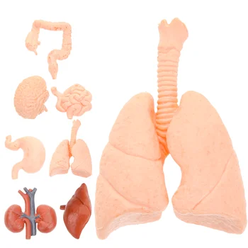 8 db emberi szervmodell dekoráció Mesterséges manöken oktatóeszköz szimuláció PVC kellékek orvosoknak Gyermekdíszítő eszközök