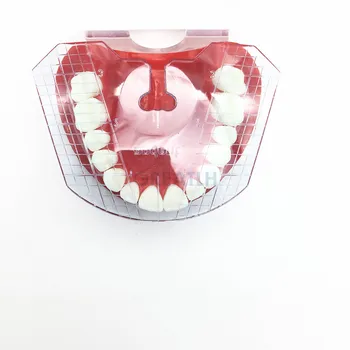 1db Dental Lab Fogászati vezetőlemez Fogak elrendezése műfogsorszerszámokon Fogászati ellátó fog