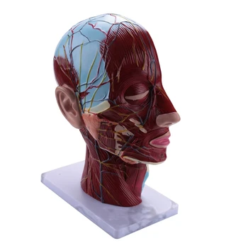 Emberi félfej felületes neurovaszkuláris modell izomzattal, életnagyságú anatómiai fejmodell koponya és agy